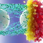 Could a Simple Vitamin Reverse the World’s Most Common Liver Disease?