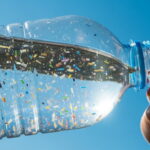 Pomegranate: Nature’s Sweet Secret to Better Health and Immunity