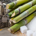 Bird Flu Mutation Risk Raises Fears of a Pandemic Worse Than Covid