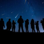 Bumblebees Learn to Code: Scientists Reveal Insects’ Surprising Intelligence