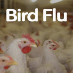 How Cocoa and Berries Help Control Blood Pressure for People Who Sit All Day