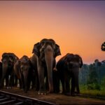 Karen Carney Strictly Winner Makes History