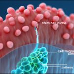 High-Dose Vitamin B1 Shows Potential to Slow Certain Cancer Cells