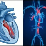 Scientists Develop Dynamic Molecules to Repair Cartilage Damage Naturally