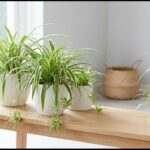 Wisdom Teeth Stem Cells May Help Repair the Heart, Brain, and Bones, Scientists Find