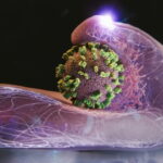 Is a Daily Bread Omelette Truly Healthy? Doctors Share Facts