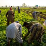 Azma Bokhari Condemns Kashmir Oppression on Solidarity Day