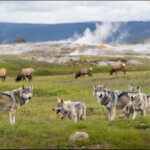 WHO and EU Scale Up Arts and Culture Integration into European Health Systems