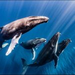 Girls Education Report Pakistan Shows Record Rise in Completion Rate