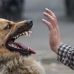 Overweight Disease Awareness Drives Healthier Living