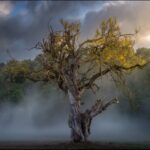 Scientists Shocked: Two Hidden Species Exist for Every One We Know