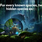 WhatsApp Plus Subscription Could Add Premium Features