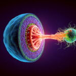 This Cow Uses Tools Like a Primate—And Scientists Are Stunned