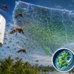 Congo Ebola Surge Passes 1,000 Suspected Cases as Health Crisis Deepens